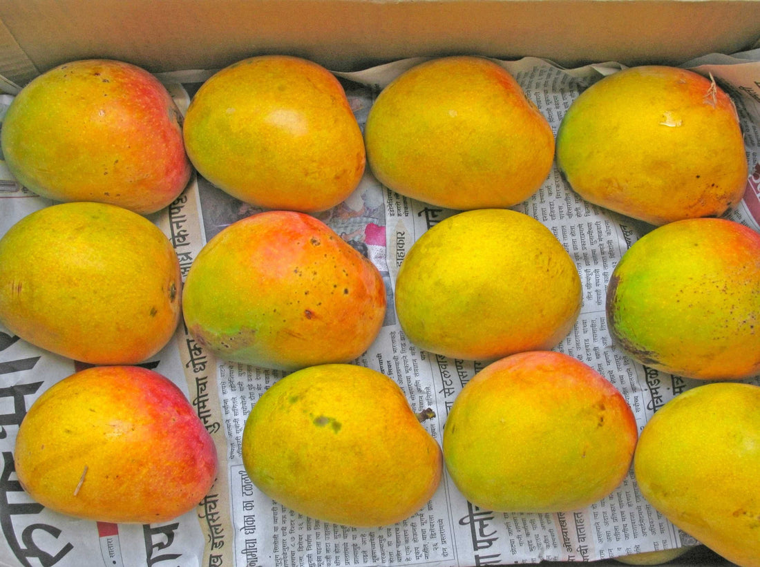 Alphonso Mango Season 2025: A Delight for Mango Lovers