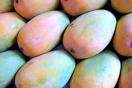 Exploring the Exquisite Flavor of Organic Gir Kesar Mango: A True Taste of Nature's Bounty