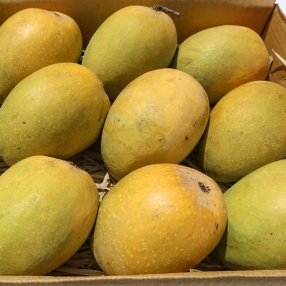 Organic Gir Kesar Mango (A+)