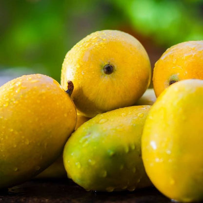 Organic Gir Kesar Mango (A+)