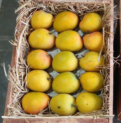 Organic Ratnagiri Alphonso Mango